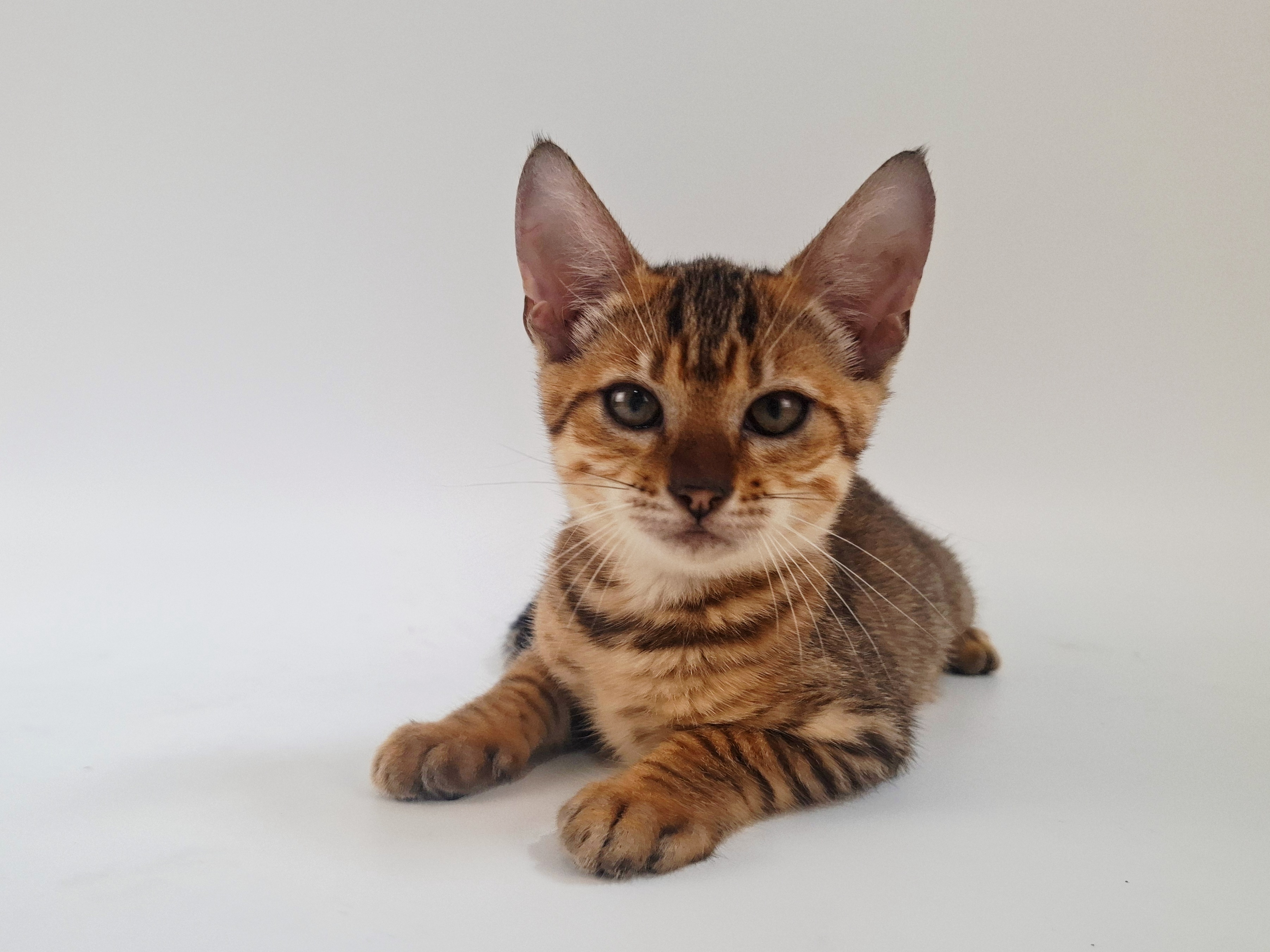 Kitten 10
